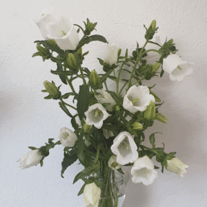 Campanula / Canterbury Bells